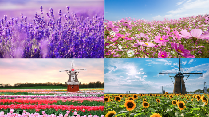 【台灣花季詳細介紹】什麼季節該賞什麼花？梅花、薰衣草、紫藤花、金針花海該哪裡賞？賞花秘笈在這篇 - 妳的煩惱顧問～Trouble Care～